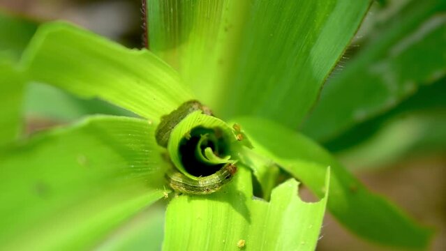 What causes the maize leaves being damaged,Corn leaf damaged by fall armyworm Spodoptera frugiperda.Corn leaves attacked by worms in maize field