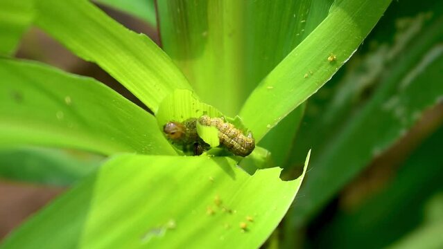 What causes the maize leaves being damaged,Corn leaf damaged by fall armyworm Spodoptera frugiperda.Corn leaves attacked by worms in maize field