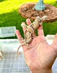 bearded dragon on hand with blur background