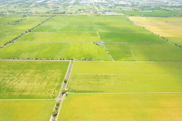 aerial view from flying drone of Field rice with landscape green pattern nature background, top view field rice