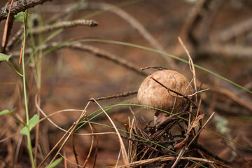 Edible mushroom brown cap boletus (Leccinum scabrum) in the forest. Small depth of field