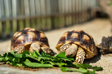 Sucata tortoise eating vegetables with nature background