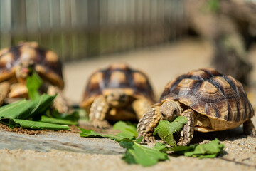 Sucata tortoise eating vegetables with nature background