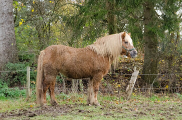 Side view of a brown Haflinger horse standing in a paddock
