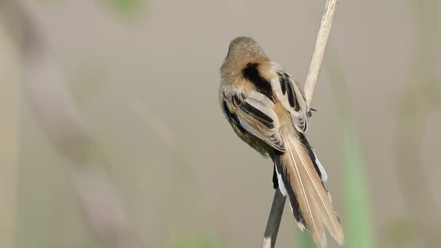 Bearded reedling, Panurus biarmicus. A bird sits on a reed stalk, looks round, flies away