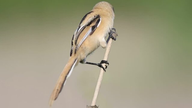 Bearded reedling, Panurus biarmicus. A young male sits on a reed stalk, looks round, flies away