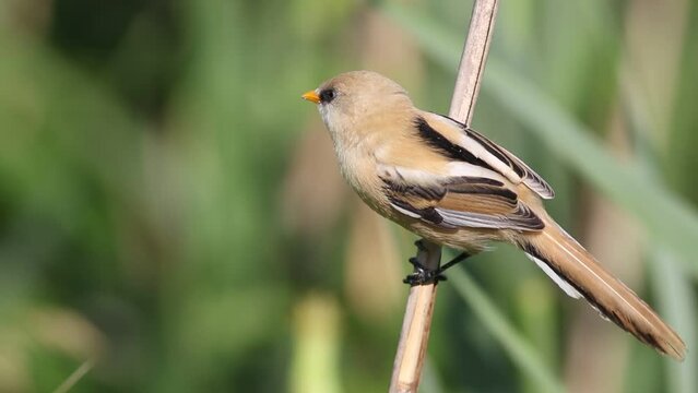 Bearded reedling, Panurus biarmicus. A bird sits on a reed stalk, looks round, flies away
