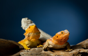 bearded dragon on ground with color background