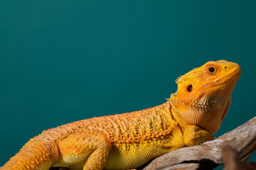 bearded dragon on ground with color background