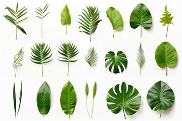 Group of tropical leaves on white background