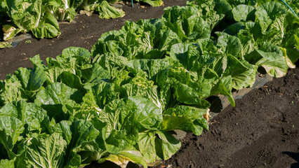 Chinese cabbage