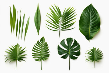 Fototapeta na wymiar Group of tropical leaves on white background