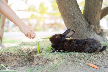 rabbit, bunny pet with blur background, animals