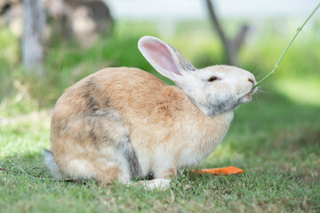 rabbit, bunny pet with blur background, animalsrabbit eating grass with bokeh background, bunny pet, holland lop
