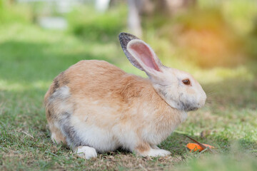 rabbit, bunny pet with blur background, animals