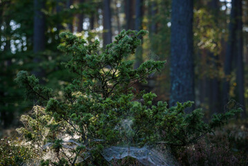 AUTUMN FOREST - Green bush among pine trees