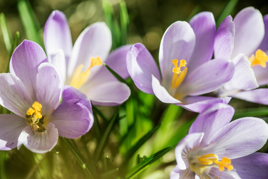 Fototapeta Close up of purple crocus flowers