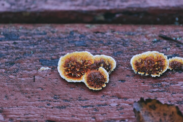 Rusty gilled polypore (Gloeophyllum sepiarium) fungus growing on the painted wooden handrail - obrazy, fototapety, plakaty