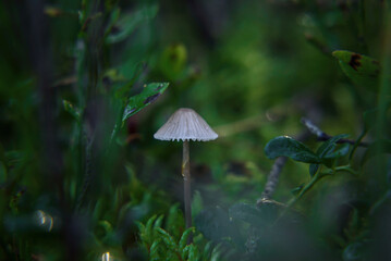 TOADSTOOL - Mushroom in the autumn forest