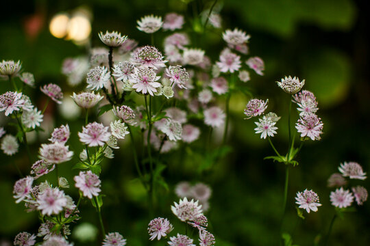 Close up of great masterwort flowers
