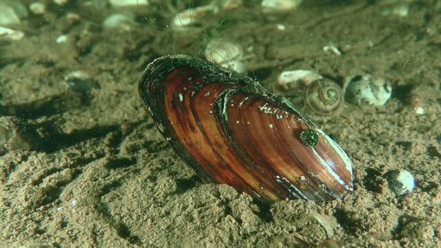 Freshwater Painter's mussel (Unio pictorum) half buried in the bottom soil, small snails crawling along the shell.
