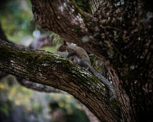 Naklejka na ściany i meble Grey squirrel on a branch in a tree, looking out into the environment with its head raised