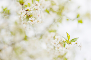 Close up of white flowers on tree