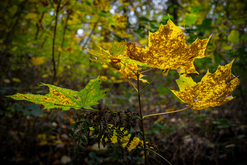 feuilles d'arbres en forêt aux couleurs d'automne