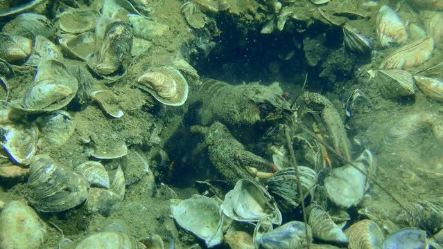 Reproductive behavior: The female European crayfish (Astacus astacus) pushes shells out of the burrow which it digs.