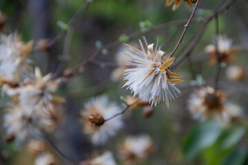 Obraz premium Brazilian Savannah Flower. The Brazilian flowers are delicate, beautiful, rare and have many colors.