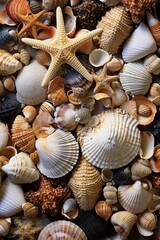 A captivating image of a seashell collection arranged artistically