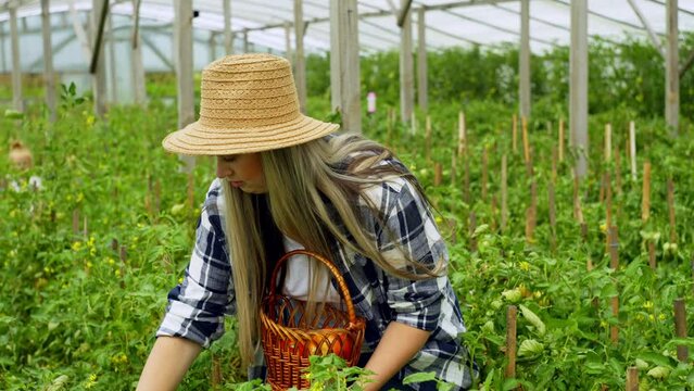 A woman farmer harvests tomatoes from bushes in a greenhouse. Work on agricultural farm fields to grow organic eco vegetables. High quality 4k footage