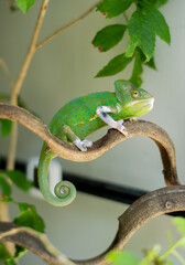 chameleon with blur background, predator