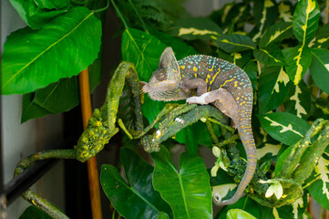 chameleon with blur background, predator