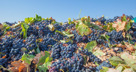 Harvested tempranillo red grapes