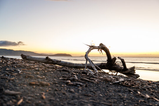 Kapiti Coast Driftwood Sunset