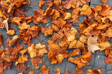 Nubia Correa Mart&iacute;nez