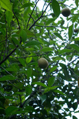 Nutmegs hanging on tree. (Myristica or Myristica fragrans)