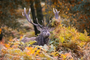 Majestic Red Deer Stag standing in a thicket of brush, proudly displaying its impressive antlers