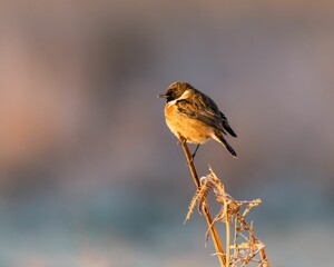 European stonechat bird perched atop a blade of grass against a softly blurred background