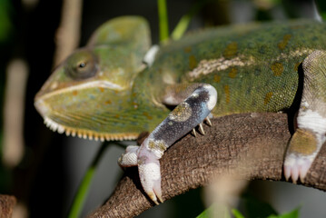 chameleon with blur background, predator