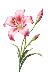 Day Lily flower in pink on transparent background