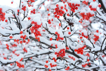 Red Rowan berries in the frosty forest. Red rowan berries covered by snow at winter cold day.