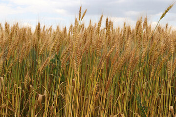 Agricultural landscape. Fertile wheat fields.