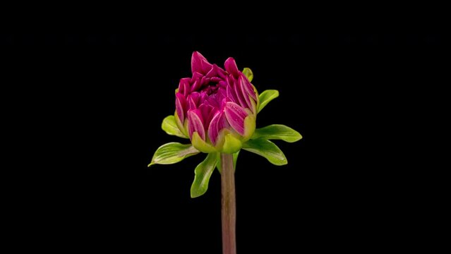 4K Time Lapse of blooming purple Dahlia. Timelapse of growing and opening beautiful flower on black background. Time-lapse close-up.