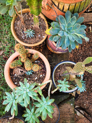 succulents and cactus in the garden