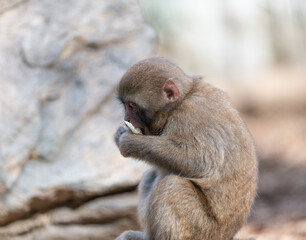 Obraz premium 餌を食べるニホンザル