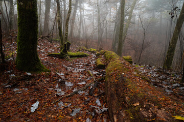 霧と晩秋の森