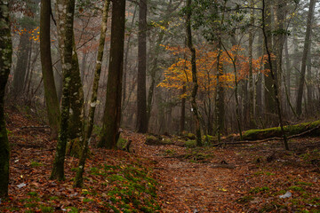 霧と晩秋の森