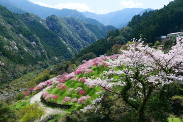 引地橋の花桃。仁淀川、高知、日本。３月下旬。